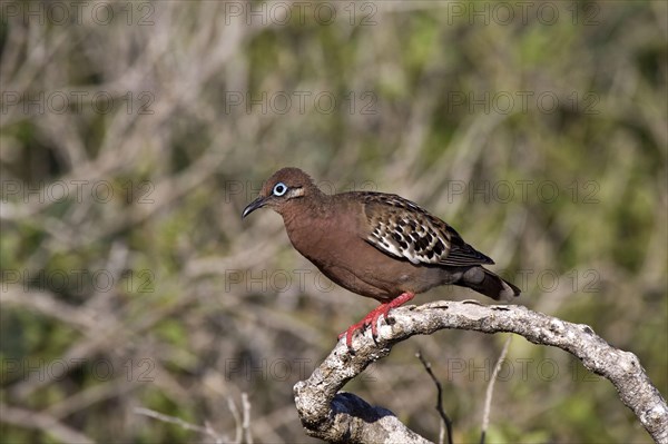 Galapagos dove