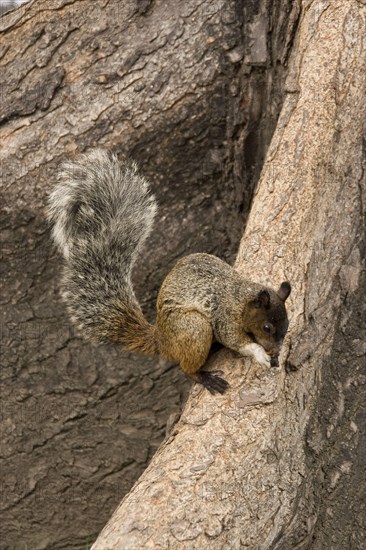 Guayaquil Squirrel