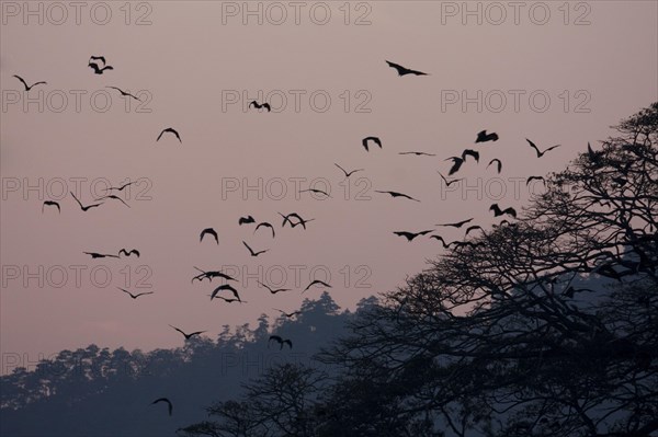 Indian Giant Flying Fox