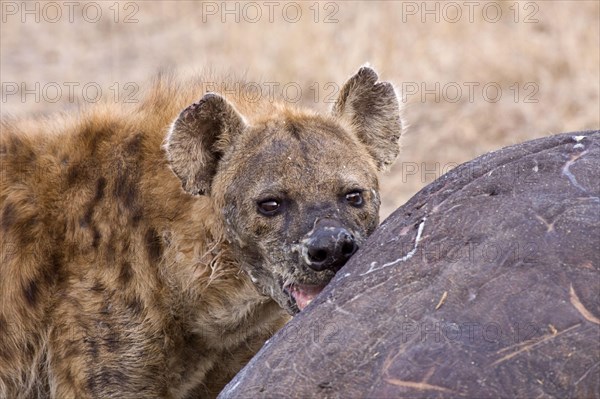 Spotted hyena