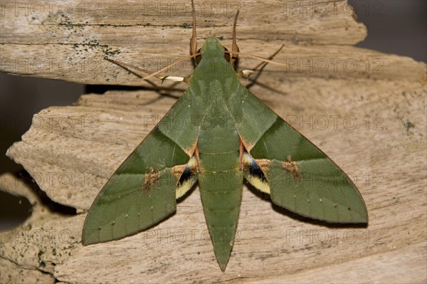 Insects