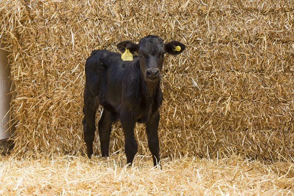 Aberdeen cattle
