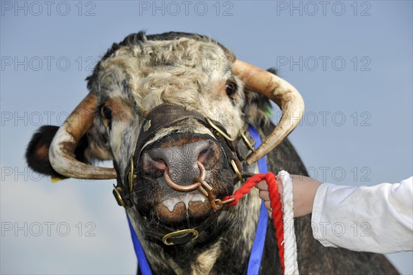 English Longhorn