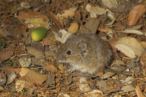 Field Mouse