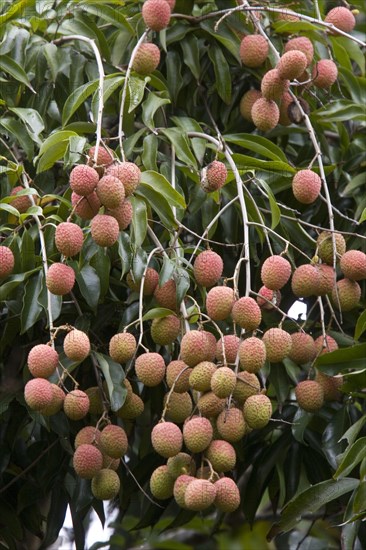 Litchi fruit growing on the tree