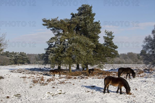 Knettishall Heath is one of Suffolks largest surviving areas of Breckland heath now managed by the Suffolk Wildlife Trust. Exmoor ponies have been introduced to help maintain the more open Breck Heath landscape by grazing young trees which would otherw