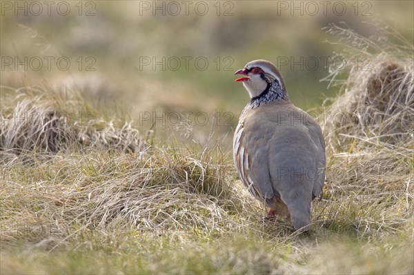 Red-legged partridge