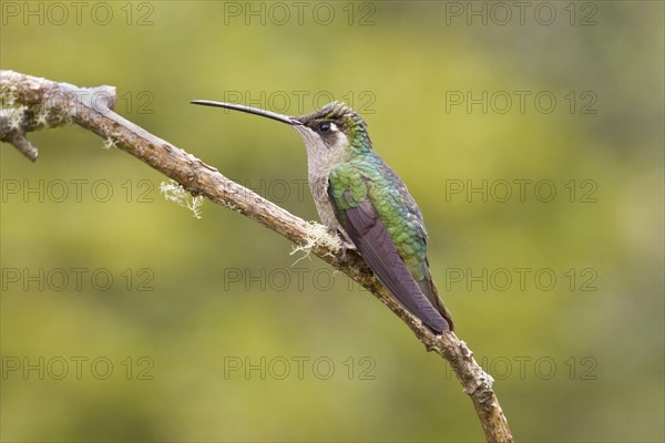 Magnificent Hummingbird