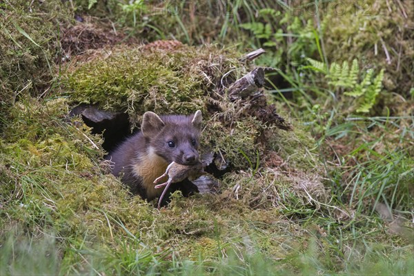 Pine Marten