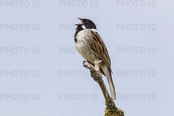 Common Reed Bunting