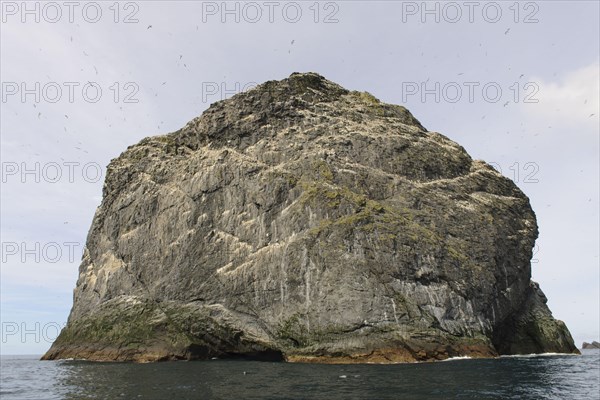 Northern Gannet