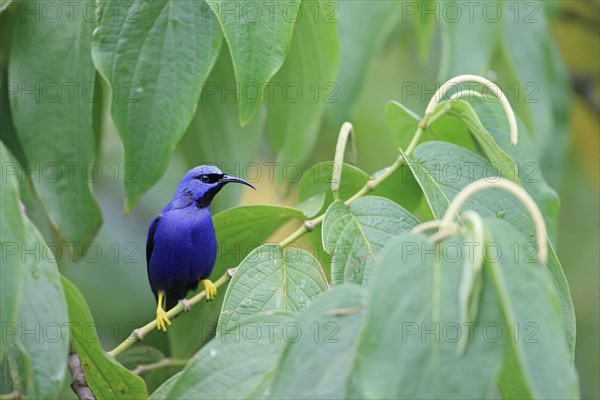 Purple honeycreeper