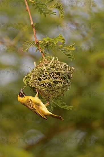 Southern masked weaver