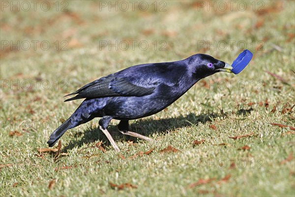 Silk Bowerbird