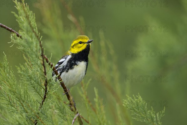 Black-throated Green Warbler