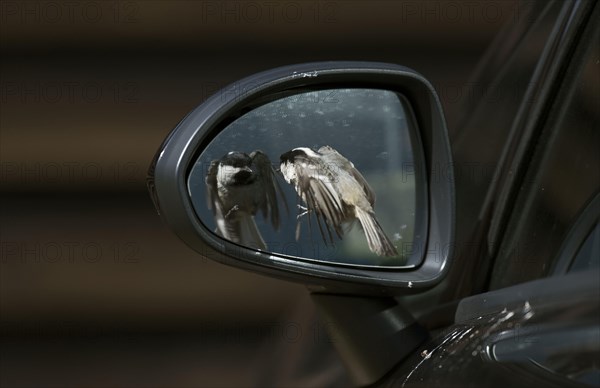 Coal Tit