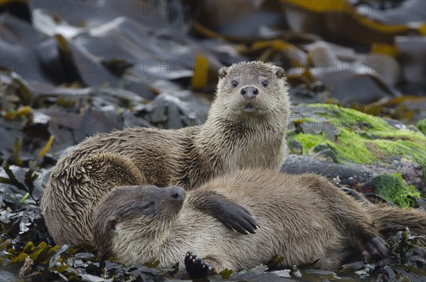 European Otter