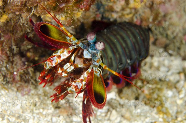 Clown mantis shrimp