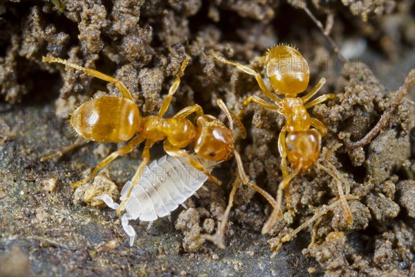 Ant Woodlouse