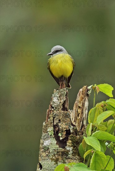 Adult Tropical Kingbird