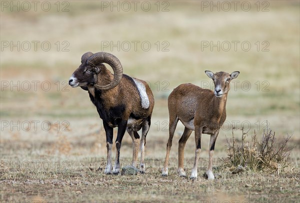 Wild sheep