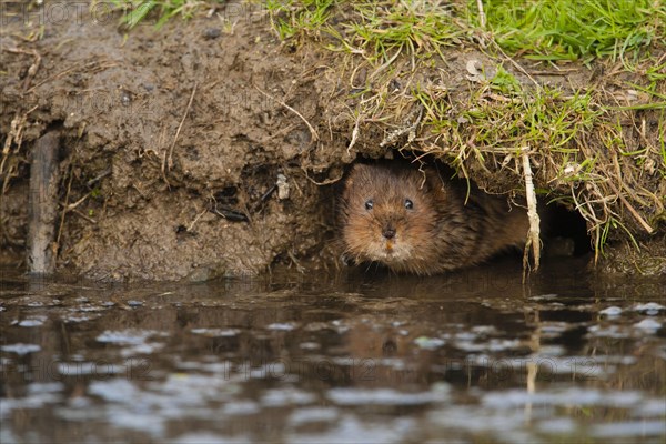 Eastern vole