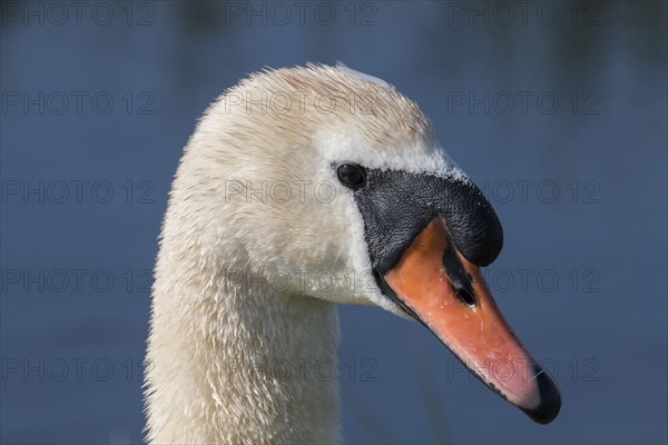 Mute Swan