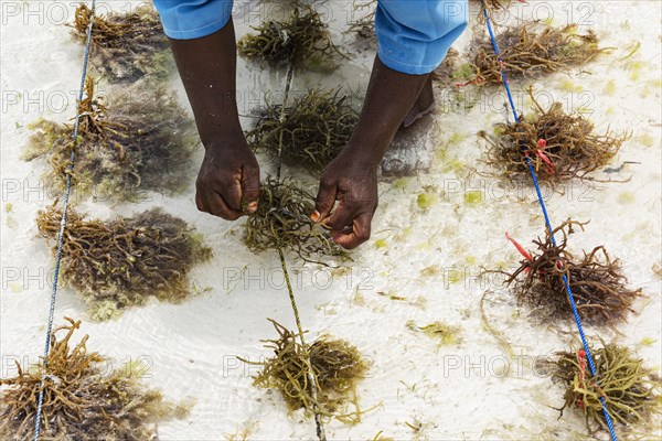 Hands tying red algae