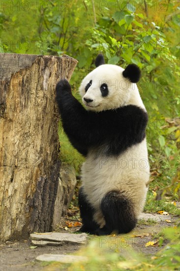 Giant Panda