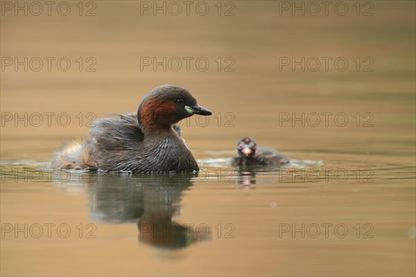 Swimming Little Grebe