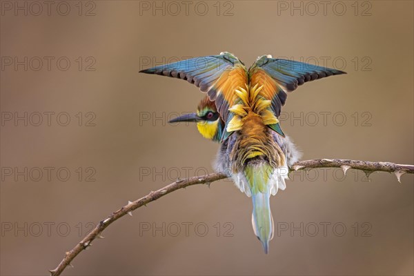 Bee-eater