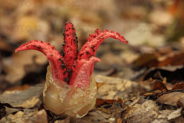 Cuttlefish mushroom