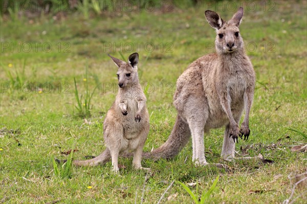 Eastern grey kangaroo