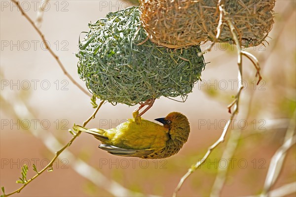 Cape Weaver