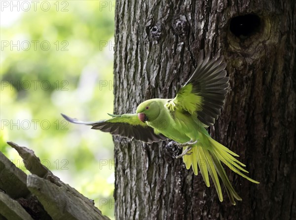 Rose-ringed Parakeet