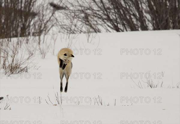 American Red Fox