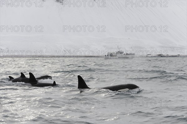 North Atlantic killer whale