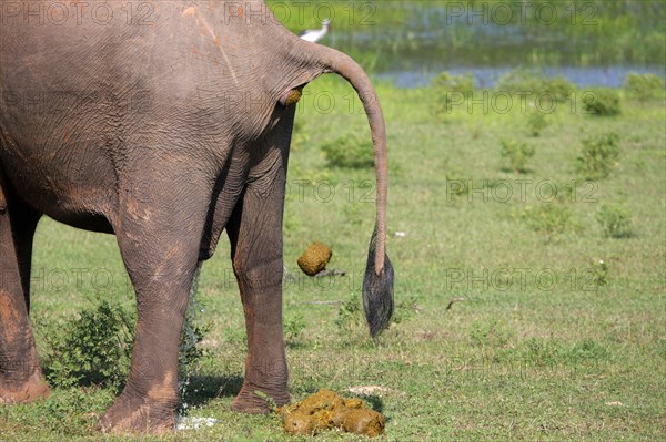 Asian elephant