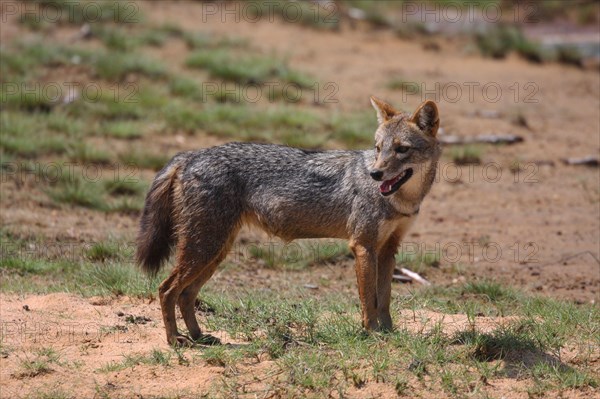 Golden jackal