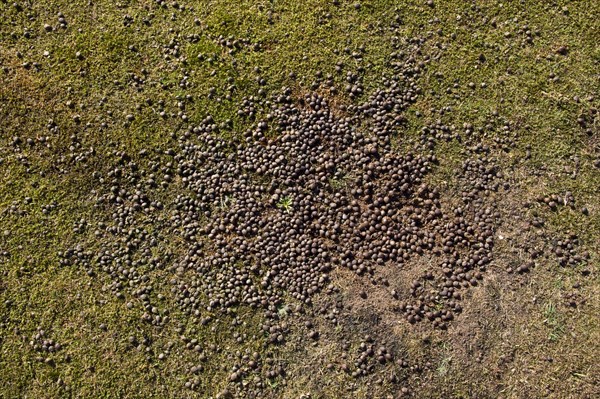 Rabbit droppings on closely grazed grass