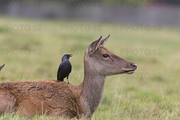 Red deer