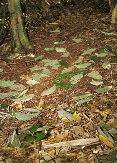 Tooth-billed Bowerbird