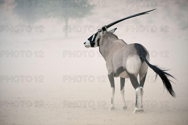 Gemsbok