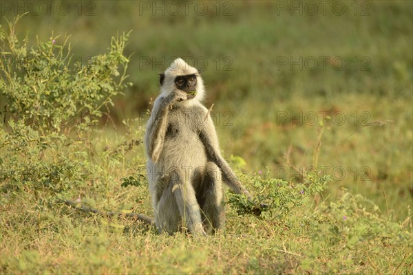 Tufted grey tufted gray langur