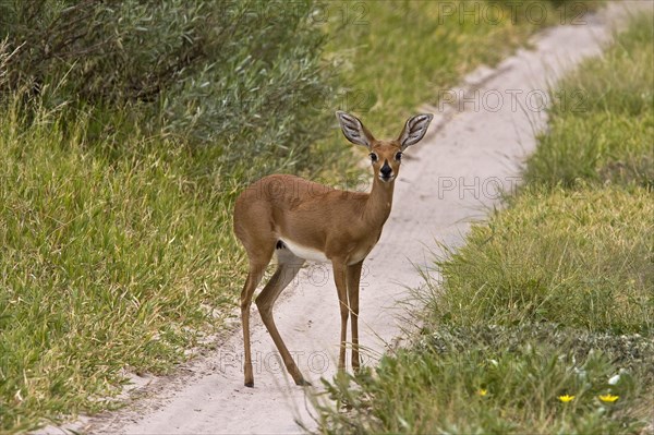 Steenbok