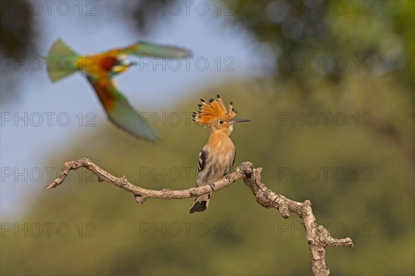 Eurasian Hoopoe