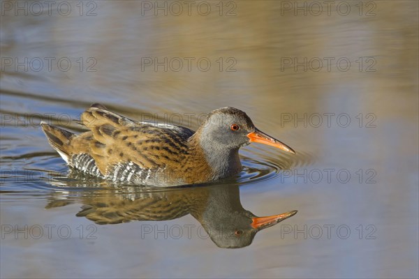 Water Rail