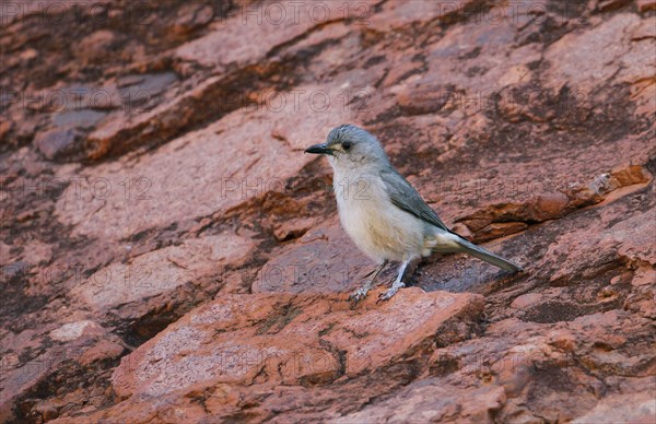 Sandstone Shrike-thrush