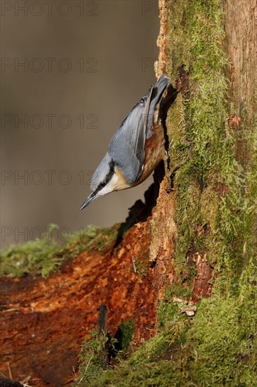 Eurasian Nuthatch