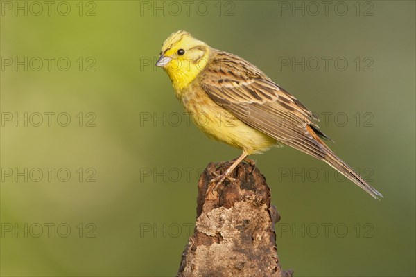 Yellowhammer